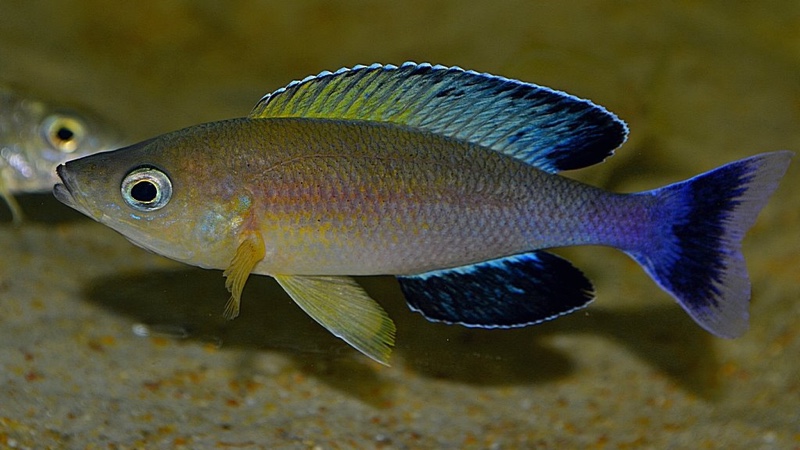 Cyprichromis sp. 'leptosoma jumbo' Cape Chaitika